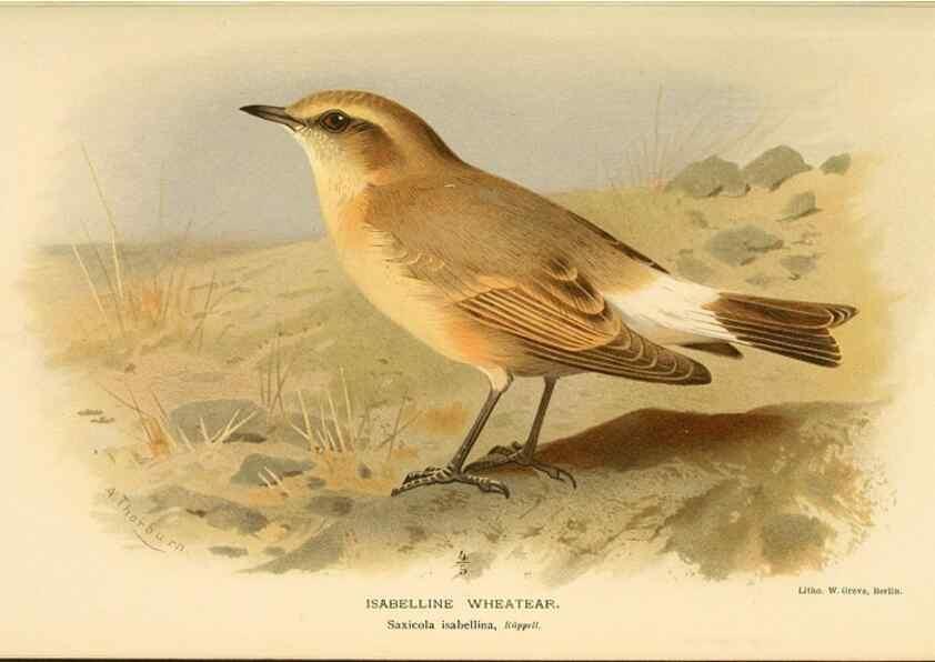 Reproducción/Reproduction 10036205384: Coloured figures of the birds of the British Islands / issued by Lord Lilford.. London :R. H. Porter,1885-1897.