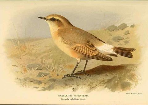 Reproducción/Reproduction 10036205384: Coloured figures of the birds of the British Islands / issued by Lord Lilford.. London :R. H. Porter,1885-1897.