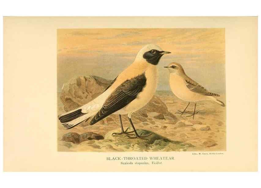Reproducción/Reproduction 10036207544: Coloured figures of the birds of the British Islands / issued by Lord Lilford.. London :R. H. Porter,1885-1897.