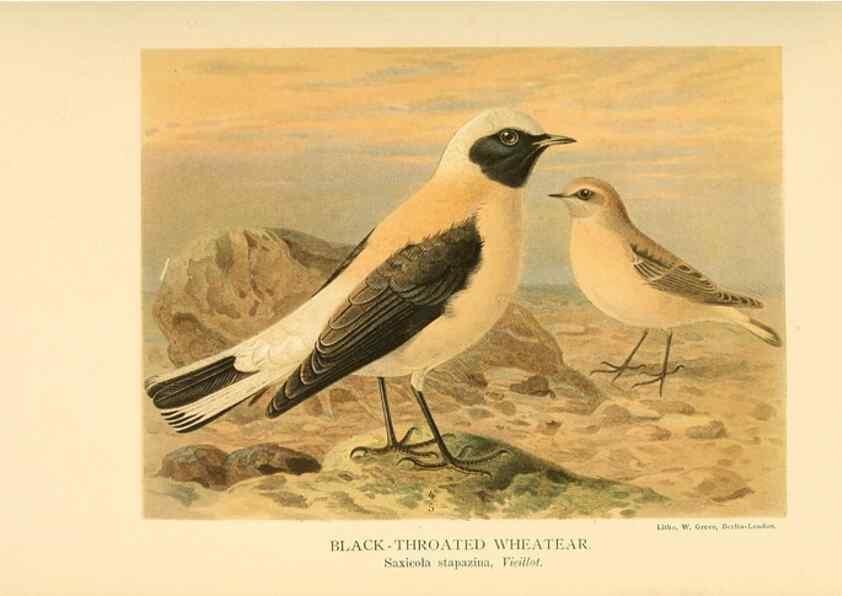 Reproducción/Reproduction 10036207544: Coloured figures of the birds of the British Islands / issued by Lord Lilford.. London :R. H. Porter,1885-1897.