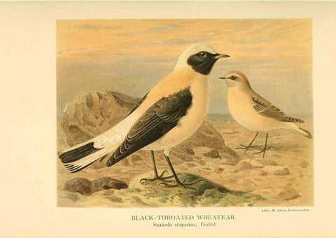 Reproducción/Reproduction 10036207544: Coloured figures of the birds of the British Islands / issued by Lord Lilford.. London :R. H. Porter,1885-1897.