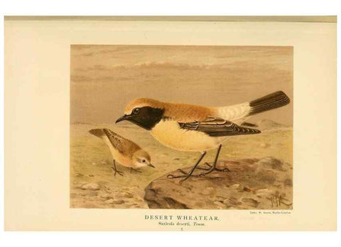 Reproducción/Reproduction 10036250455: Coloured figures of the birds of the British Islands / issued by Lord Lilford.. London :R. H. Porter,1885-1897.