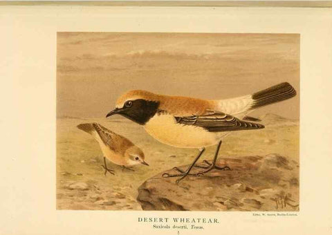 Reproducción/Reproduction 10036250455: Coloured figures of the birds of the British Islands / issued by Lord Lilford.. London :R. H. Porter,1885-1897.