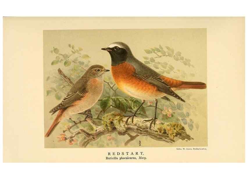 Reproducción/Reproduction 10036189994: Coloured figures of the birds of the British Islands / issued by Lord Lilford.. London :R. H. Porter,1885-1897.