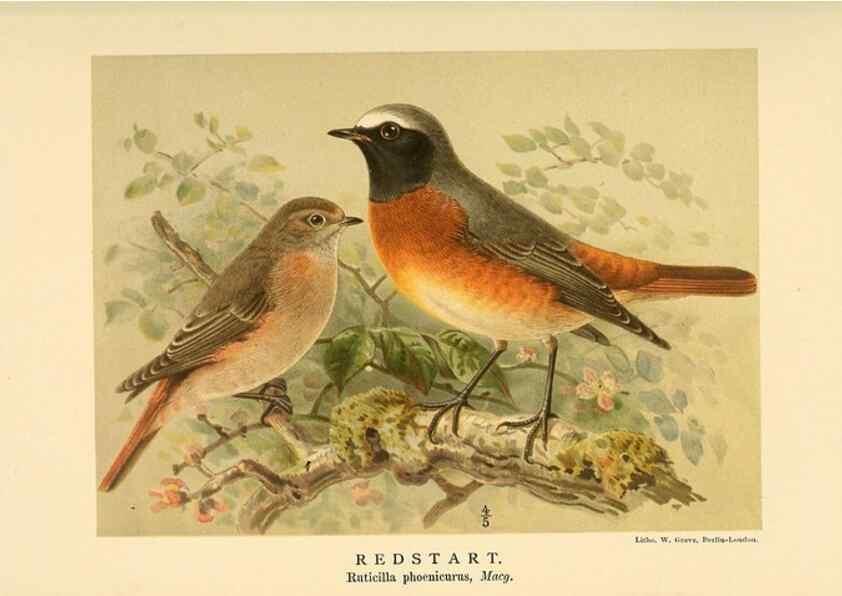 Reproducción/Reproduction 10036189994: Coloured figures of the birds of the British Islands / issued by Lord Lilford.. London :R. H. Porter,1885-1897.