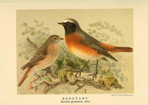 Reproducción/Reproduction 10036189994: Coloured figures of the birds of the British Islands / issued by Lord Lilford.. London :R. H. Porter,1885-1897.