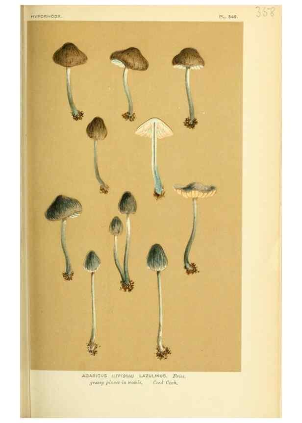Reproducción/Reproduction 8722251179: Illustrations of British Fungi (Hymenomycetes), to serve as an atlas to the ""Handbook of British Fungi"".. LondonWilliams and Norgate1881-91