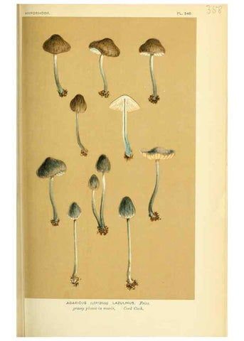 Reproducción/Reproduction 8722251179: Illustrations of British Fungi (Hymenomycetes), to serve as an atlas to the ""Handbook of British Fungi"".. LondonWilliams and Norgate1881-91
