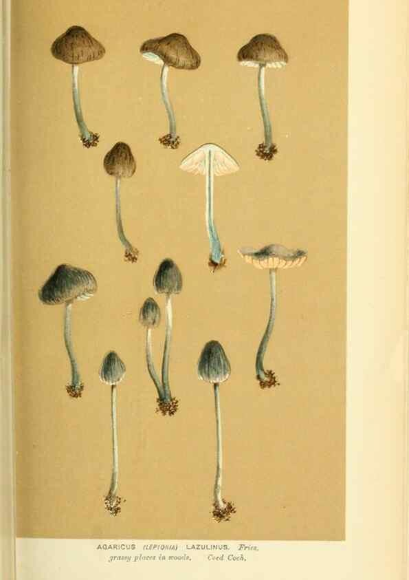 Reproducción/Reproduction 8722251179: Illustrations of British Fungi (Hymenomycetes), to serve as an atlas to the ""Handbook of British Fungi"".. LondonWilliams and Norgate1881-91