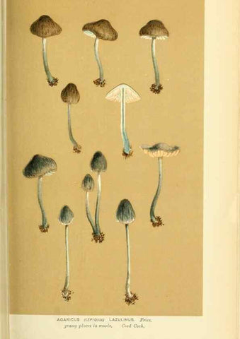 Reproducción/Reproduction 8722251179: Illustrations of British Fungi (Hymenomycetes), to serve as an atlas to the ""Handbook of British Fungi"".. LondonWilliams and Norgate1881-91