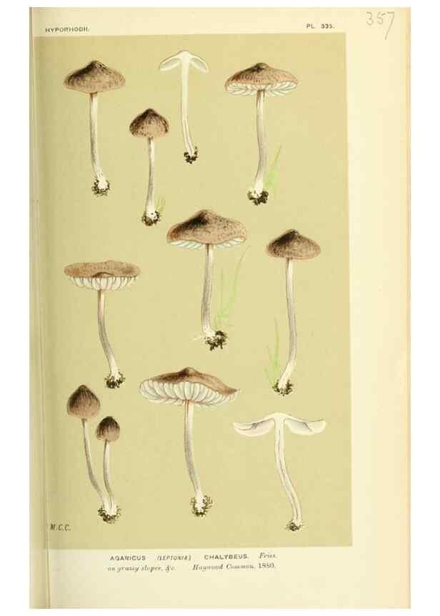 Reproducción/Reproduction 8722250849: Illustrations of British Fungi (Hymenomycetes), to serve as an atlas to the ""Handbook of British Fungi"".. LondonWilliams and Norgate1881-91