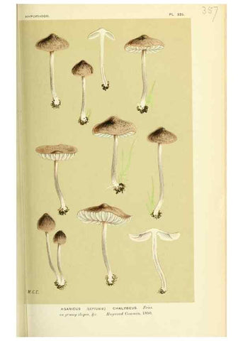 Reproducción/Reproduction 8722250849: Illustrations of British Fungi (Hymenomycetes), to serve as an atlas to the ""Handbook of British Fungi"".. LondonWilliams and Norgate1881-91