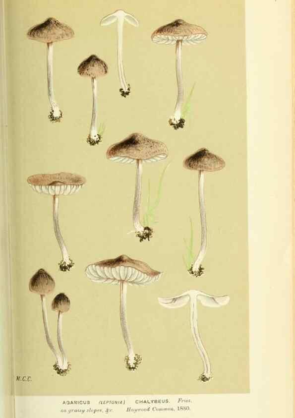 Reproducción/Reproduction 8722250849: Illustrations of British Fungi (Hymenomycetes), to serve as an atlas to the ""Handbook of British Fungi"".. LondonWilliams and Norgate1881-91