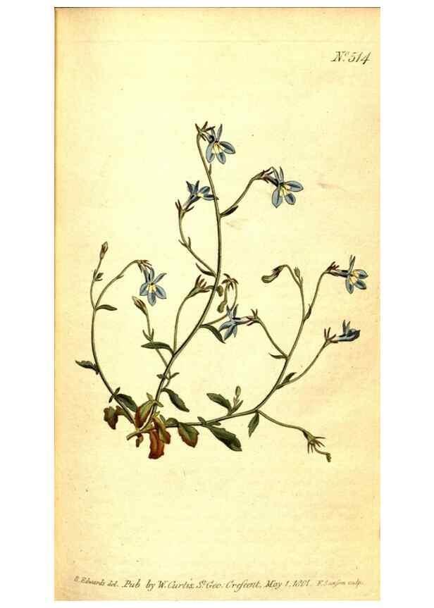 Reproducción/Reproduction 8413247595: Curtis's botanical magazine.. London ;New York [etc.] :Academic Press [etc.]