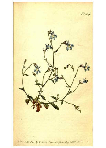 Reproducción/Reproduction 8413247595: Curtis's botanical magazine.. London ;New York [etc.] :Academic Press [etc.]