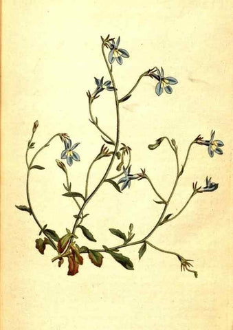 Reproducción/Reproduction 8413247595: Curtis's botanical magazine.. London ;New York [etc.] :Academic Press [etc.]