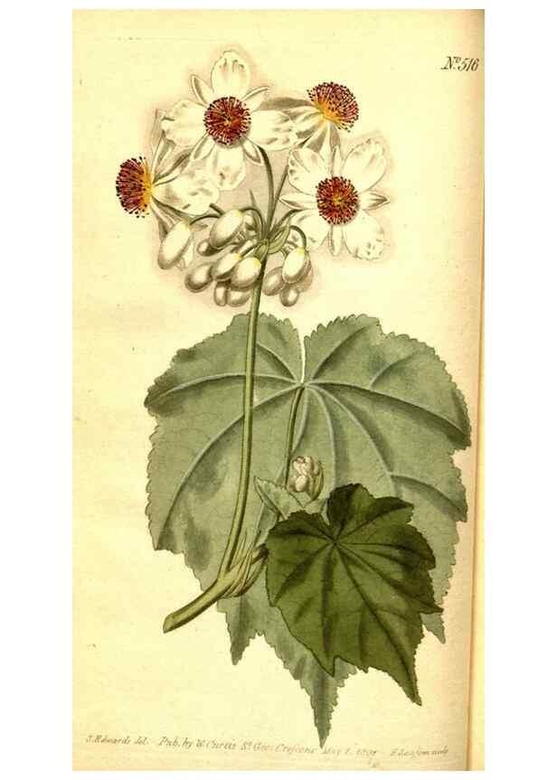 Reproducción/Reproduction 8414347572: Curtis's botanical magazine.. London ;New York [etc.] :Academic Press [etc.]