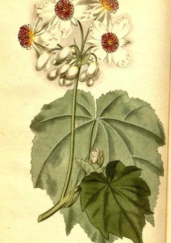 Reproducción/Reproduction 8414347572: Curtis's botanical magazine.. London ;New York [etc.] :Academic Press [etc.]