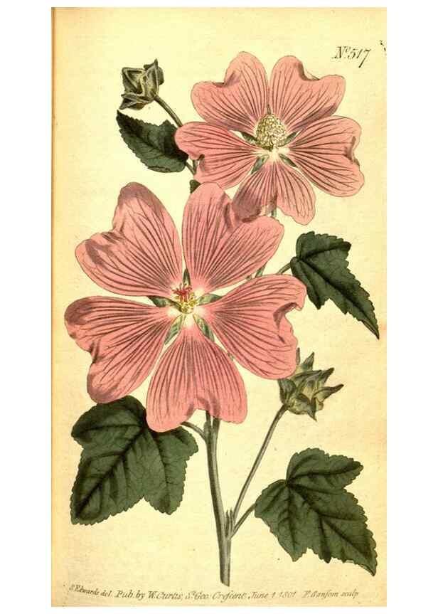 Reproducción/Reproduction 8414348244: Curtis's botanical magazine.. London ;New York [etc.] :Academic Press [etc.]