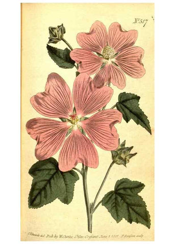 Reproducción/Reproduction 8414348244: Curtis's botanical magazine.. London ;New York [etc.] :Academic Press [etc.]