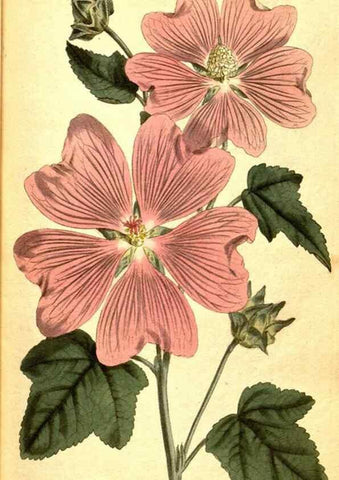 Reproducción/Reproduction 8414348244: Curtis's botanical magazine.. London ;New York [etc.] :Academic Press [etc.]