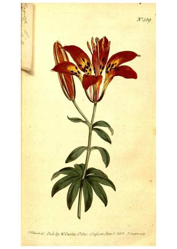Reproducción/Reproduction 8413251007: Curtis's botanical magazine.. London ;New York [etc.] :Academic Press [etc.]