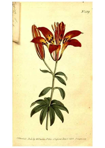 Reproducción/Reproduction 8413251007: Curtis's botanical magazine.. London ;New York [etc.] :Academic Press [etc.]