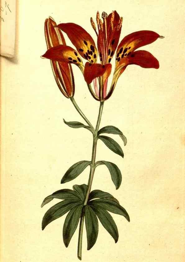 Reproducción/Reproduction 8413251007: Curtis's botanical magazine.. London ;New York [etc.] :Academic Press [etc.]