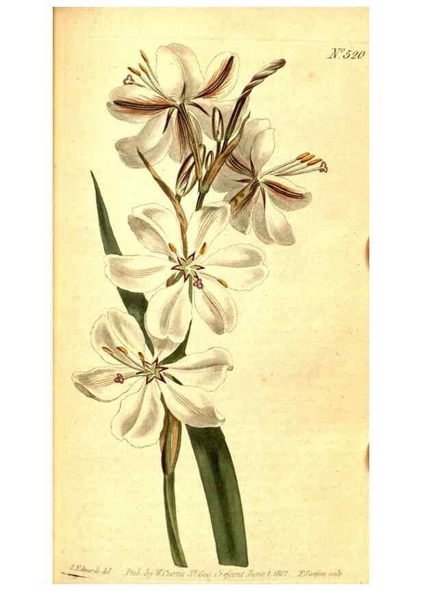Reproducción/Reproduction 8414350760: Curtis's botanical magazine.. London ;New York [etc.] :Academic Press [etc.]