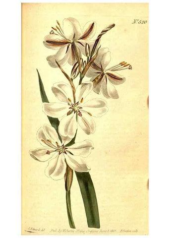 Reproducción/Reproduction 8414350760: Curtis's botanical magazine.. London ;New York [etc.] :Academic Press [etc.]