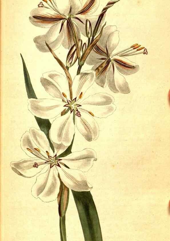 Reproducción/Reproduction 8414350760: Curtis's botanical magazine.. London ;New York [etc.] :Academic Press [etc.]