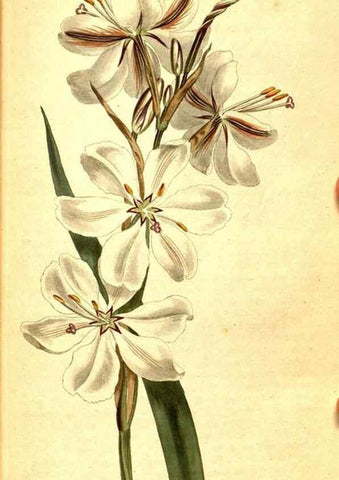 Reproducción/Reproduction 8414350760: Curtis's botanical magazine.. London ;New York [etc.] :Academic Press [etc.]