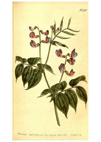 Reproducción/Reproduction 8413252769: Curtis's botanical magazine.. London ;New York [etc.] :Academic Press [etc.]