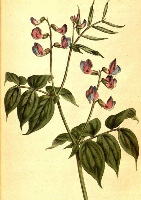 Reproducción/Reproduction 8413252769: Curtis's botanical magazine.. London ;New York [etc.] :Academic Press [etc.]