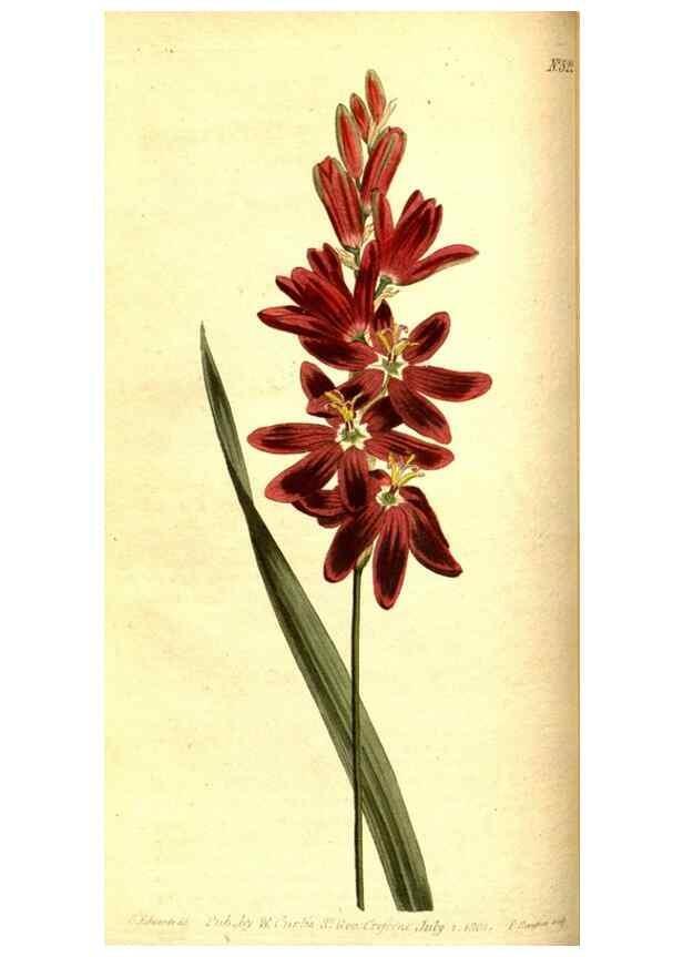 Reproducción/Reproduction 8413253317: Curtis's botanical magazine.. London ;New York [etc.] :Academic Press [etc.]