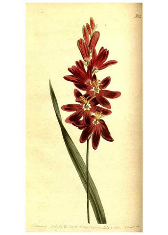 Reproducción/Reproduction 8413253317: Curtis's botanical magazine.. London ;New York [etc.] :Academic Press [etc.]