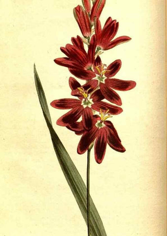Reproducción/Reproduction 8413253317: Curtis's botanical magazine.. London ;New York [etc.] :Academic Press [etc.]