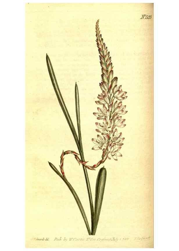 Reproducción/Reproduction 8414352522: Curtis's botanical magazine.. London ;New York [etc.] :Academic Press [etc.]