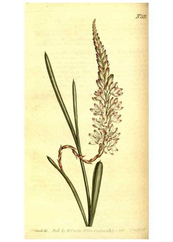 Reproducción/Reproduction 8414352522: Curtis's botanical magazine.. London ;New York [etc.] :Academic Press [etc.]