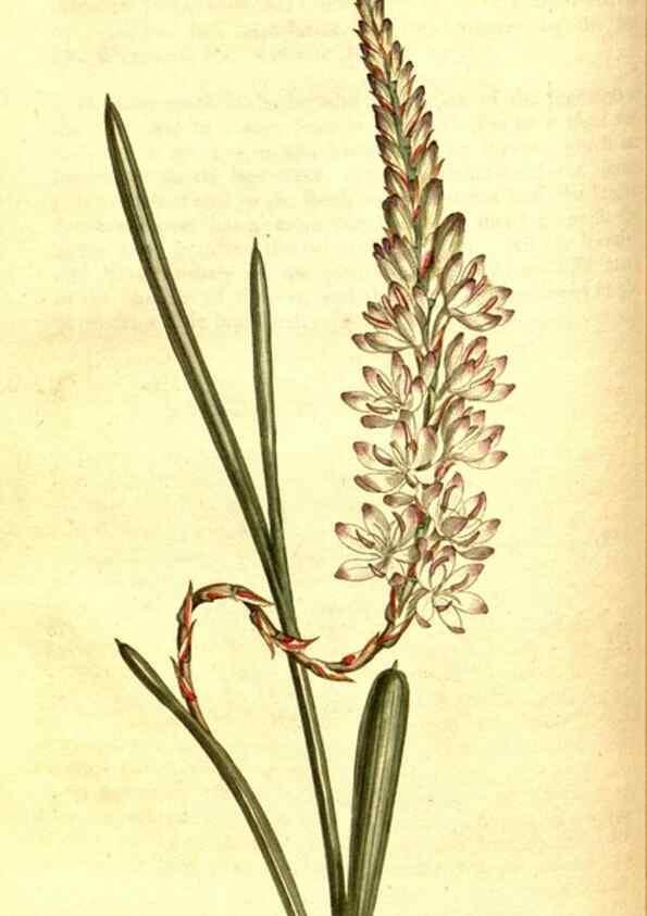 Reproducción/Reproduction 8414352522: Curtis's botanical magazine.. London ;New York [etc.] :Academic Press [etc.]