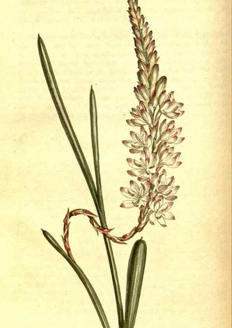 Reproducción/Reproduction 8414352522: Curtis's botanical magazine.. London ;New York [etc.] :Academic Press [etc.]