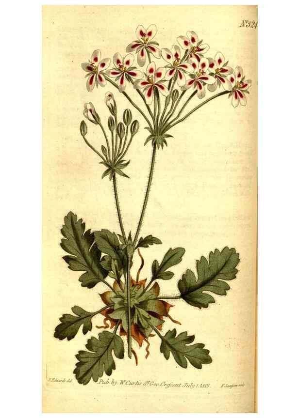 Reproducción/Reproduction 8414353394: Curtis's botanical magazine.. London ;New York [etc.] :Academic Press [etc.]