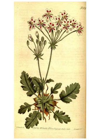 Reproducción/Reproduction 8414353394: Curtis's botanical magazine.. London ;New York [etc.] :Academic Press [etc.]