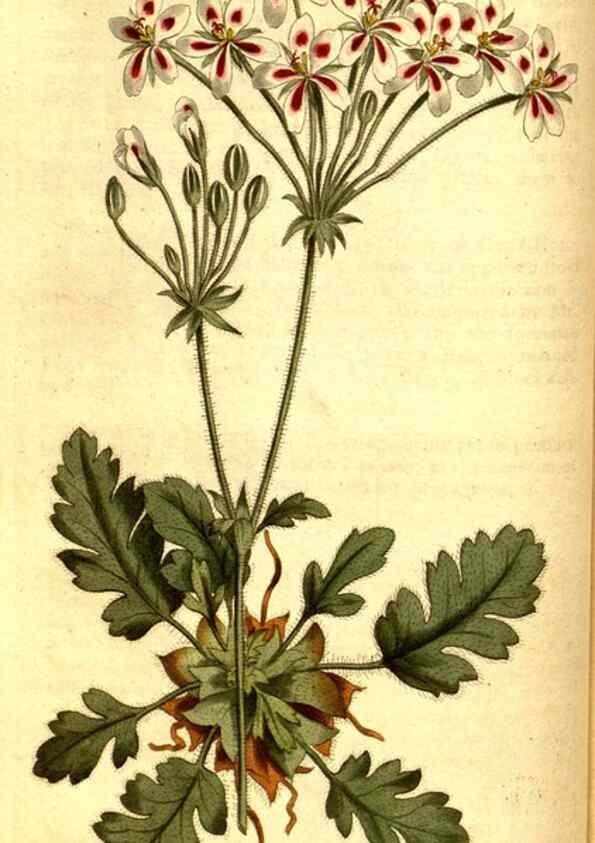 Reproducción/Reproduction 8414353394: Curtis's botanical magazine.. London ;New York [etc.] :Academic Press [etc.]
