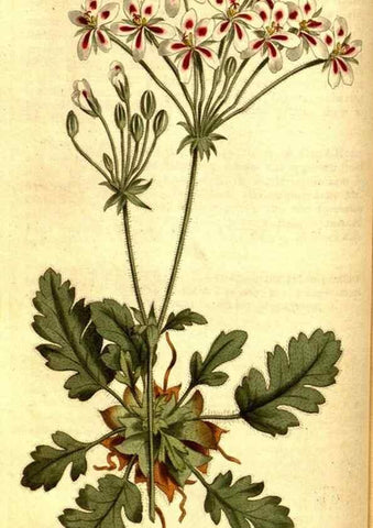 Reproducción/Reproduction 8414353394: Curtis's botanical magazine.. London ;New York [etc.] :Academic Press [etc.]