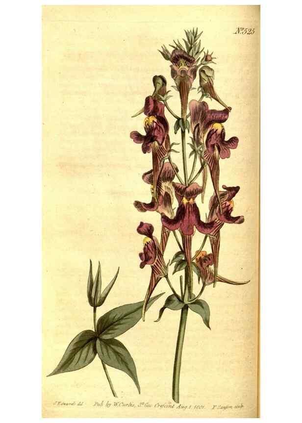 Reproducción/Reproduction 8413255351: Curtis's botanical magazine.. London ;New York [etc.] :Academic Press [etc.]