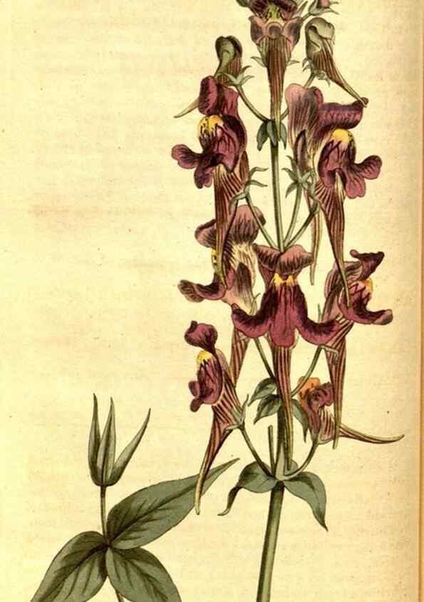 Reproducción/Reproduction 8413255351: Curtis's botanical magazine.. London ;New York [etc.] :Academic Press [etc.]