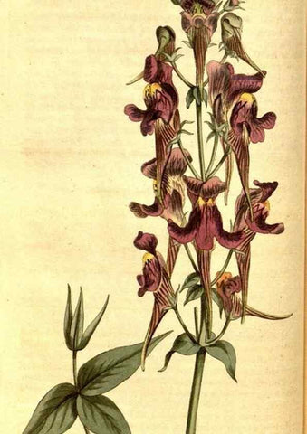 Reproducción/Reproduction 8413255351: Curtis's botanical magazine.. London ;New York [etc.] :Academic Press [etc.]