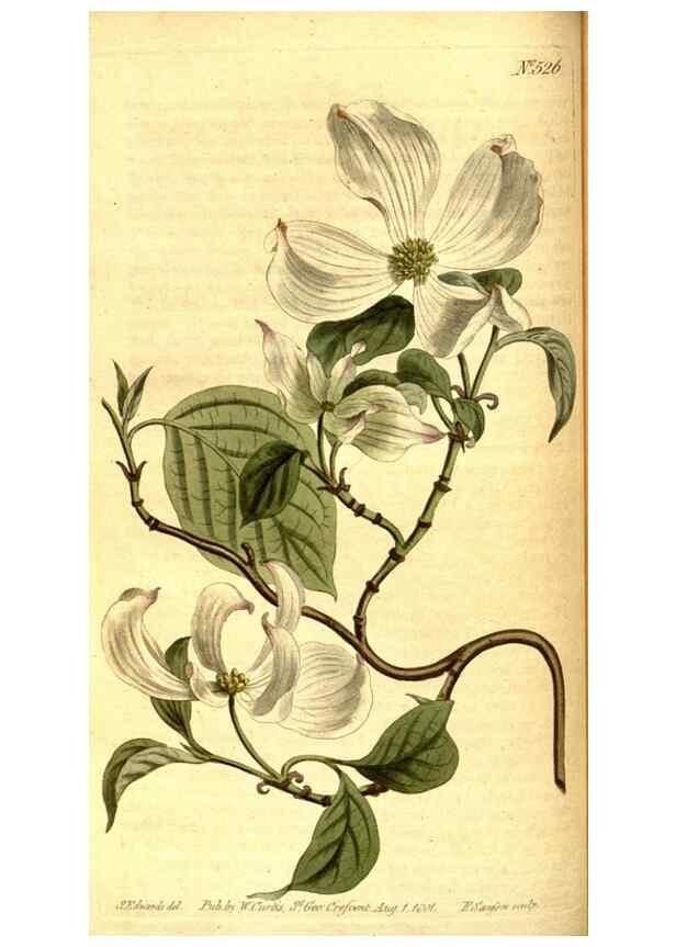 Reproducción/Reproduction 8414354552: Curtis's botanical magazine.. London ;New York [etc.] :Academic Press [etc.]