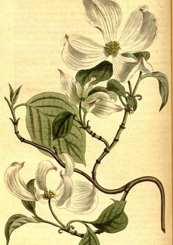Reproducción/Reproduction 8414354552: Curtis's botanical magazine.. London ;New York [etc.] :Academic Press [etc.]